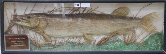 A cased taxidermic pike, weighing 24lbs